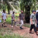 Holding Perkebunan Nusantara Perkuat Pengawasan Operasional, PTPN IV Regional VII Tingkatkan Produktivitas Kebun