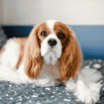 Kenapa Cavalier King Charles Spaniel Jadi Salah Satu Doggy Favorit Pecinta Hewan