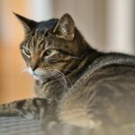 Mengenal Kucing Mujair, Kucing Lokal dengan Karakter Unik yang Banyak Disukai