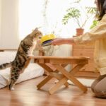 Tren Cat Food Minim Pengawet Semakin Diminati di Indonesia
