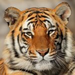 India Dorong Aliansi Global untuk Lindungi Kucing Besar Dunia lewat IBCA Summit 2026