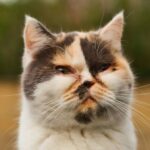 Jangan Panik, Ini Langkah Awal Saat Mata Kucing Mulai Bermasalah