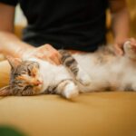 Posisi Tidur Kucing Ternyata Bisa Menunjukkan Kondisi dan Perasaannya