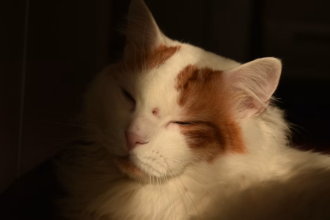Jangan Salah Pilih, Ini Ciri-Ciri Kucing Anggora Asli yang Perlu Diketahui