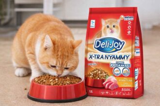 Jangan Asal Pilih! Ini Rekomendasi Dry Food Kucing Bernutrisi Tinggi