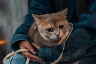 Berapa Usia Kucing dalam Umur Manusia? Simak Penjelasannya