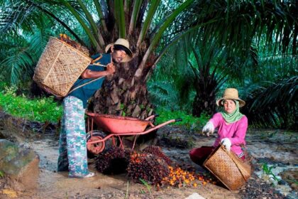 Peringati Hari Krida Pertanian, Holding Perkebunan Nusantara melalui PTPN IV PalmCo Serap 1,34 Juta Ton TBS Petani