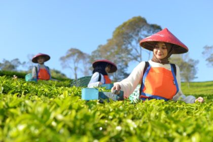 Holding Perkebunan Nusantara Perluas Jejak Teh Indonesia, Produk PTPN I Masuk Gerai Legendaris Twinings London