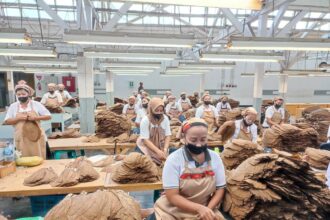 Holding Perkebunan Nusantara Perkuat Daya Saing Global, Tembakau Premium PTPN I Jadi Andalan Industri Cerutu Dunia